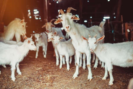 Goat farm. Goat family looking outside of the barnの写真素材