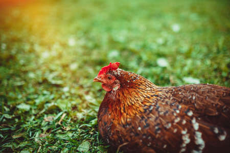 Free range living chicken on a small countryside farmの写真素材