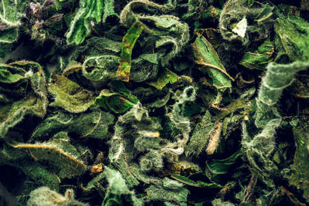 Peppermint tea macro background texture. Top viewの写真素材