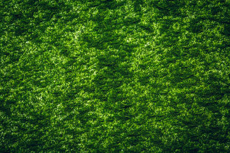 Chlorella powder macro background texture. Top viewの写真素材