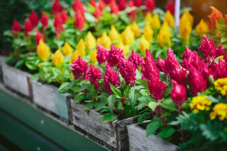 Flower plants at Farmers' market