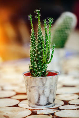 Potted cactusの写真素材