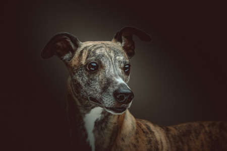 Cute Whippet Dog. Studio shot. Moody dark lighting, dark background.の写真素材