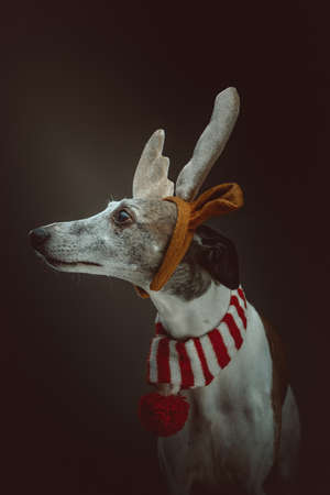 Whippet dressed up for Christmas. Studio shot. Moody dark lighting, dark background.の写真素材