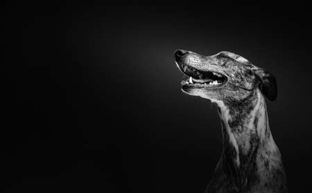 Cute Whippet Dog. Studio shot. Moody dark lighting, dark background.の写真素材