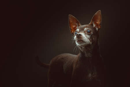 14 years old Toy Terrier dog. Studio shot. Moody dark lighting, dark background.の写真素材