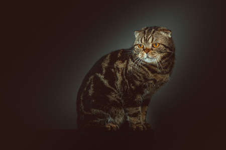 Scottish Fold Shorthair cat. Studio shot. Moody dark lighting, dark background.