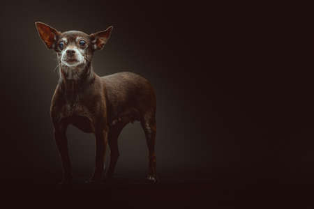 14 years old Toy Terrier dog. Studio shot. Moody dark lighting, dark background.の写真素材