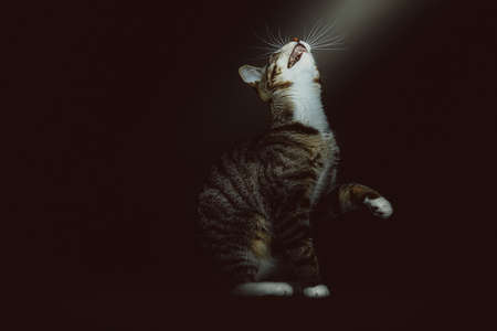 Little cute kitty. Studio shot. Moody dark lighting, dark background.の写真素材