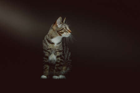 Little cute kitty. Studio shot. Moody dark lighting, dark background.の写真素材