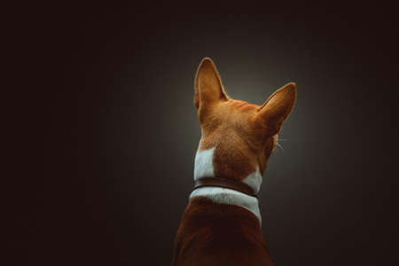 Cute Basenji Terrier Dog. Studio shot. Moody dark lighting, dark background.の写真素材