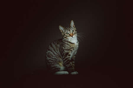 Little cute kitty. Studio shot. Moody dark lighting, dark background.の写真素材
