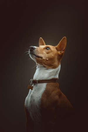 Cute Basenji Terrier Dog. Studio shot. Moody dark lighting, dark background.の写真素材