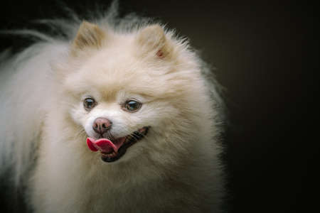 Adorable Spitz Dog. Studio shot. Moody dark lighting, dark background.の写真素材