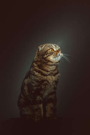 Scottish Fold Shorthair cat. Studio shot. Moody dark lighting, dark background.の写真素材