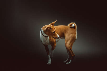 Cute Basenji Terrier Dog. Studio shot. Moody dark lighting, dark background.の写真素材