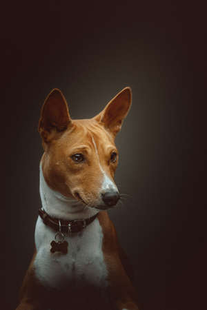 Cute Basenji Terrier Dog. Studio shot. Moody dark lighting, dark background.の写真素材