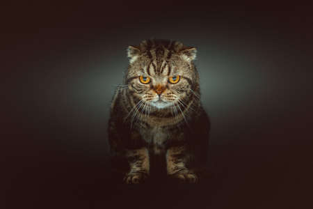 Scottish Fold Shorthair cat. Studio shot. Moody dark lighting, dark background.の写真素材