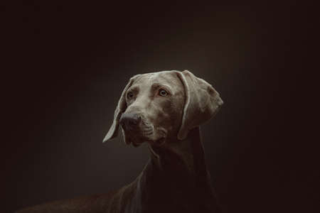 Purebred Weimaraner dog. Studio shot. Moody dark lighting, dark background.の写真素材