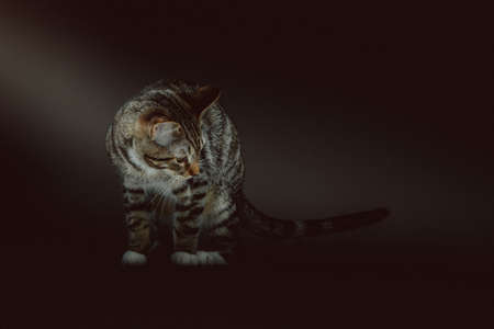 Little cute kitty. Studio shot. Moody dark lighting, dark background.