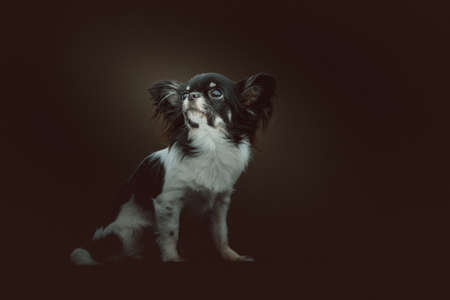Adorable Chihuahua Dog. Studio shot. Moody dark lighting, dark background.の写真素材