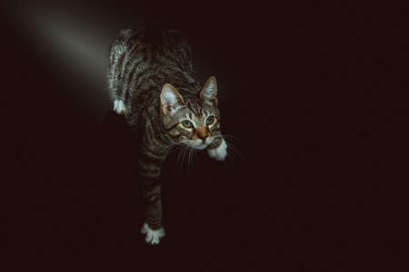 Little cute kitty. Studio shot. Moody dark lighting, dark background.の写真素材