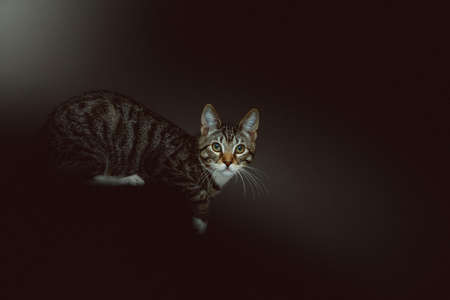 Little cute kitty. Studio shot. Moody dark lighting, dark background.の写真素材