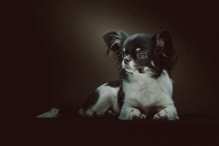 Adorable Chihuahua Dog. Studio shot. Moody dark lighting, dark background.の写真素材