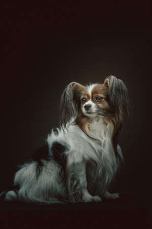 Adorable Papillon Dog. Studio shot. Moody dark lighting, dark background.の写真素材