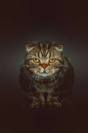 Scottish Fold Shorthair cat. Studio shot. Moody dark lighting, dark background.の写真素材