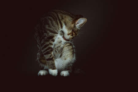 Little cute kitty. Studio shot. Moody dark lighting, dark background.の写真素材