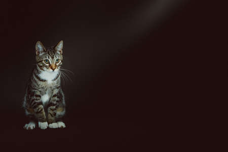 Little cute kitty. Studio shot. Moody dark lighting, dark background.の写真素材