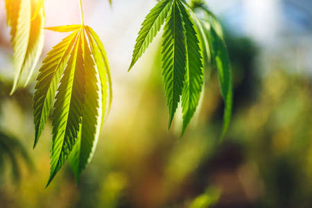 Young leaf of marijuana plant detail at sunset. Selective focus. Low depth of field.の写真素材