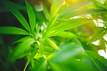 Young leaf of marijuana plant detail at sunset. Selective focus. Low depth of field.