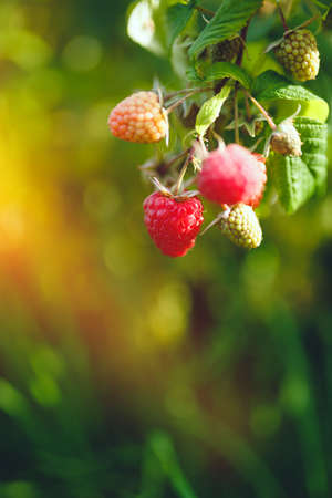 Close up of fresh organic raspberries, rural countryside farmの写真素材