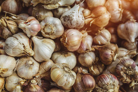 Freshly harvested pile of garlics drying in organic vegetable greenhouseの写真素材