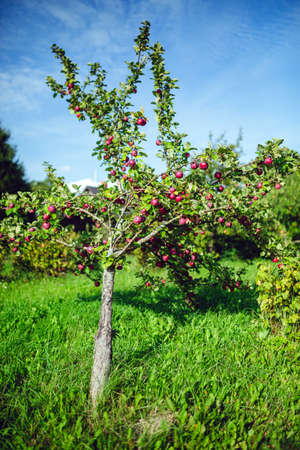 Organic apple tree at rural countryside farm, bright blue skyの写真素材