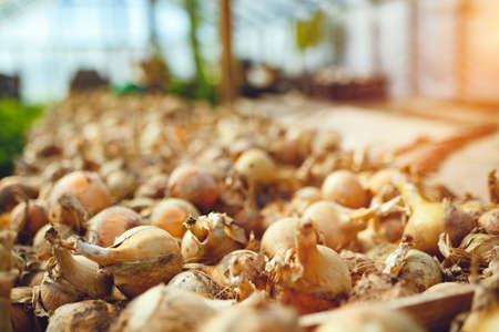 Freshly harvested bulb onions drying in organic vegetable greenhouseの写真素材