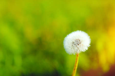 Close up shot of white fluffy dandelion over green field