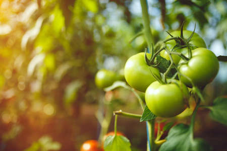 Natural tomato greenhouse. Beautiful red ripe and green tomatoes grown in a greenhouseの写真素材