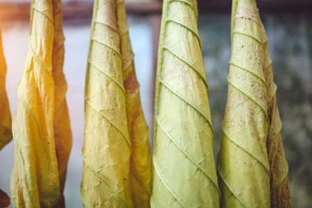 Organic tobacco leaves drying in the shed. Countryside farm.