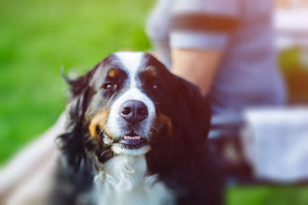 Outdoor Portrait of an old gentle dogの写真素材