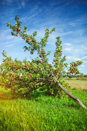 Organic apple tree at rural countryside farm, bright blue sky