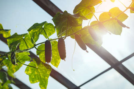 Natural cucumber greenhouse. Beautiful ripe and green cucumbers grown in a greenhouseの写真素材
