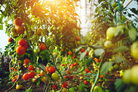 Natural tomato greenhouse. Beautiful red ripe and green tomatoes grown in a greenhouseの写真素材