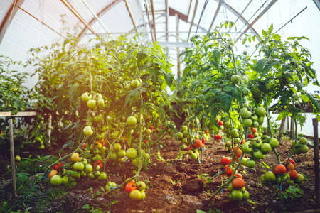 Natural tomato greenhouse. Beautiful red ripe and green tomatoes grown in a greenhouseの写真素材
