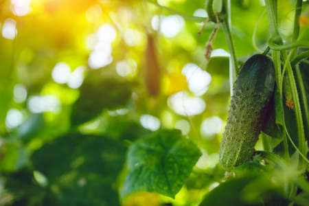 Natural cucumber greenhouse. Beautiful ripe and green cucumbers grown in a greenhouseの写真素材