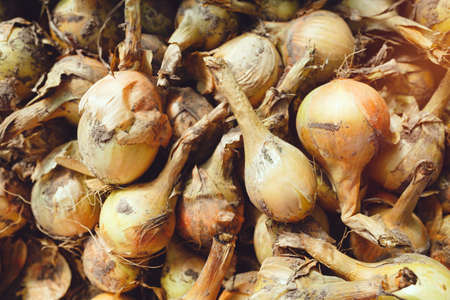 Freshly harvested bulb onions drying in organic vegetable greenhouseの写真素材