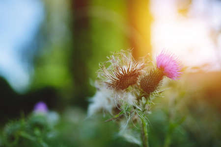 Close up of Milk thistle flowerhead at sunrise, soft focus