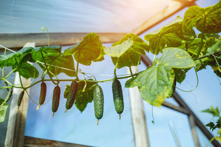 Natural cucumber greenhouse. Beautiful ripe and green cucumbers grown in a greenhouseの写真素材